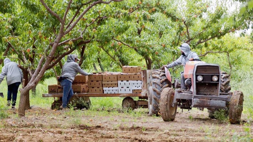 Realizzazione siti web professionali per contadini