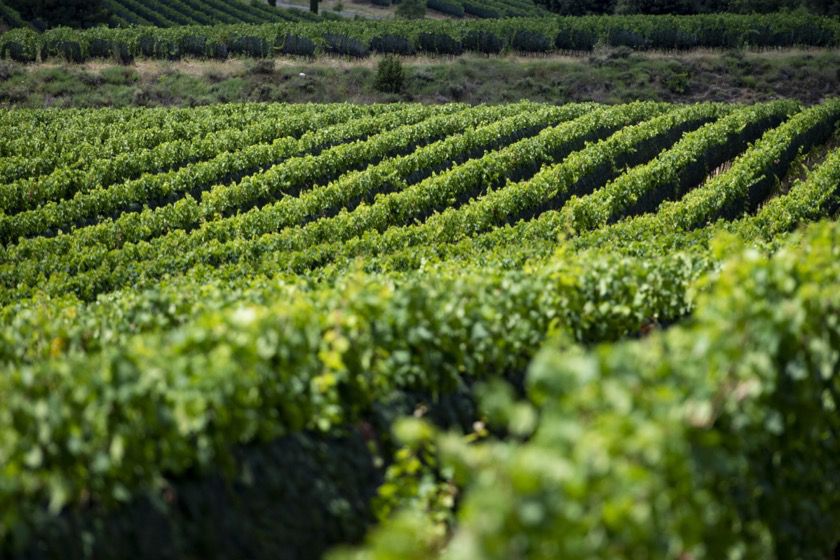 Realizzazione siti web professionali per viticoltori